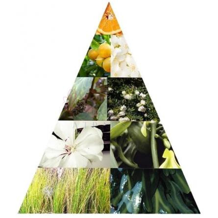 Cedar Wood + Vanilla-برومی سدار وود اند وانیلا