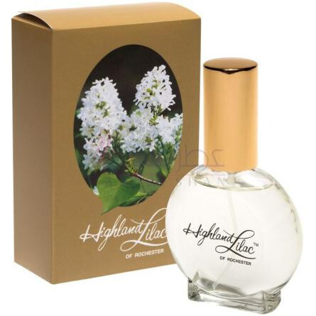 Highland Lilac-هایلند لیلاک اف روچستر هایلند لیلاک