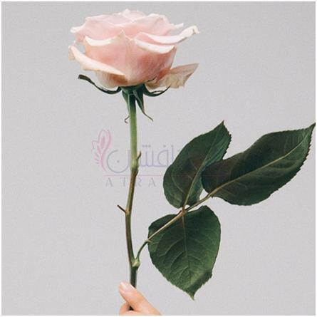 Rose Water & Vanilla Cologne (2023)-جو مالون رز واتر اند وانیلا کلن 2023