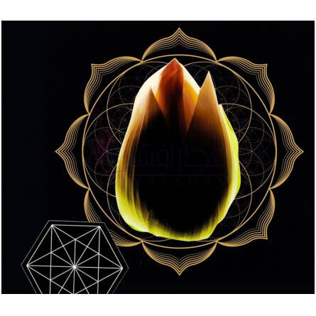 Multilotus-هرمتیکا مولتی لوتوس