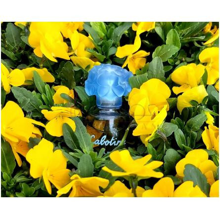 Cabotine Bleu-گرس کابوتین بلو