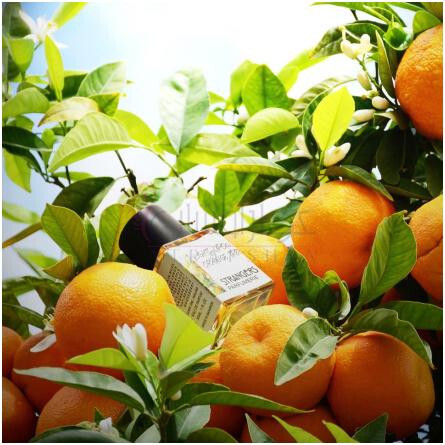 Lights Upon Orange Tree-استرنجرز پرفیومری لایتس اپن اورنج تری