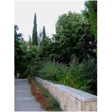 Siam Proun-المپیک ارکیدز ارتیسان پرفیومز سیام پرون