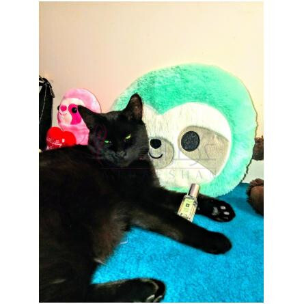 Osmanthus Blossom-جو مالون اوسمانتوس بلوسوم