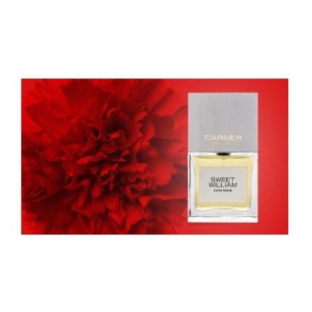 Sweet William-کارنر بارسلونا اسویت ویلیام