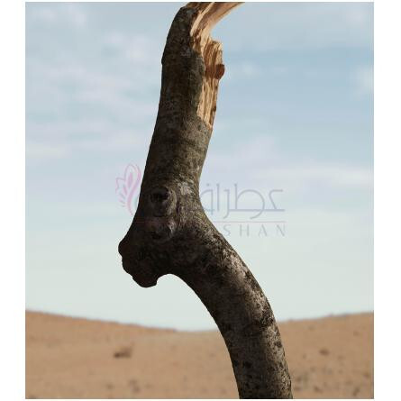 Oud Storm-باربری عود استورم