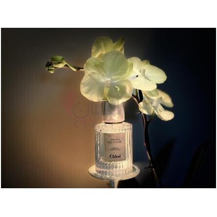 Vanilla Planifolia-کلوهه وانیلا پلنیفولیا