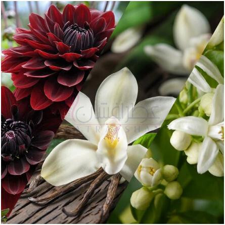 Icy Hard Candy-هاوس آف سیلیج ایس هارد کندی