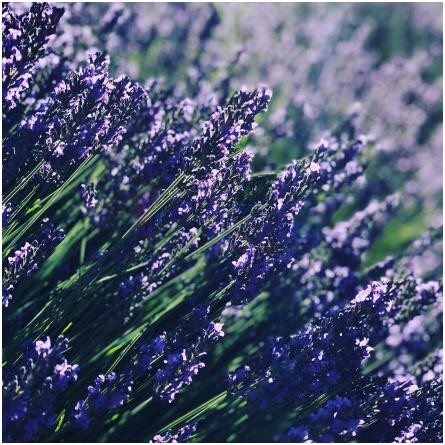 Lavandeluce-آپریل آروماتیکس لاواندلوس