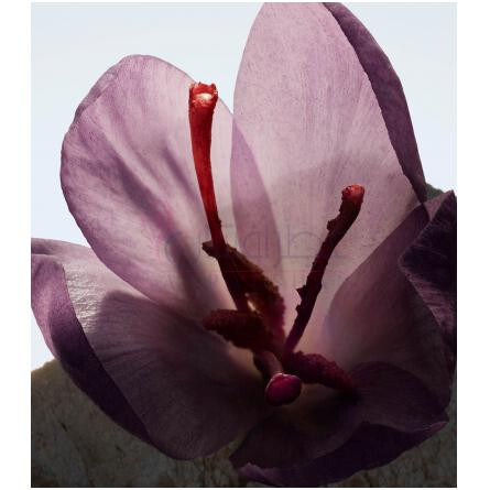 Ash Flower-باربری اش فلاور