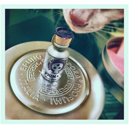 Prima T – Eau de Parfum-برونو آکامپورا پرایما تی