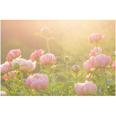 Formula 12-میگلات فرمولا 12