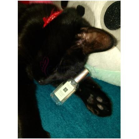 Osmanthus Blossom-جو مالون اوسمانتوس بلوسوم