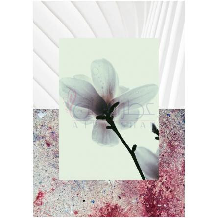 Blom-آکوالیس بلوم