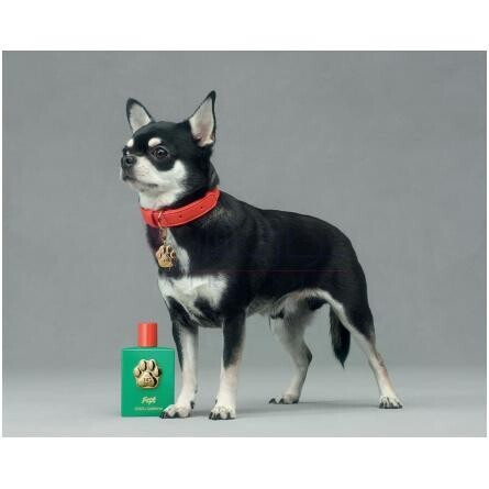 Fefé-دولچه گابانا فی فی