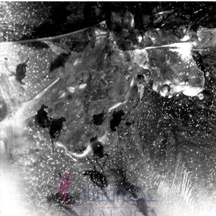 Accord No. 03: AMBRE-اِی ای آر سنتس آکورد نو. ۰۳ : آمبر ( آکورد شماره ۰۳ آمبر)