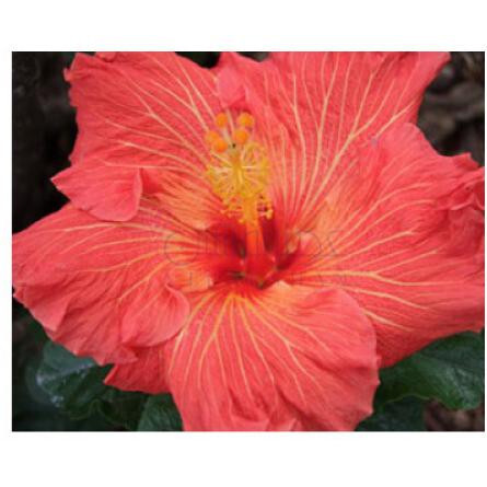 Ooh La La-بود پارفومز اوه لالا