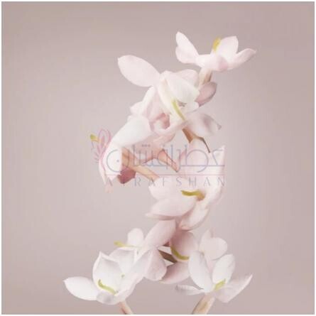 Valentina 2025-والنتینو ولنتینا 2025