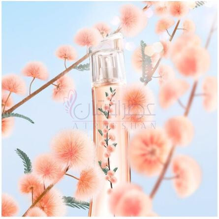 Flower Ikebana Mimosa-کنزو فلاور ایکیبانا میموسا
