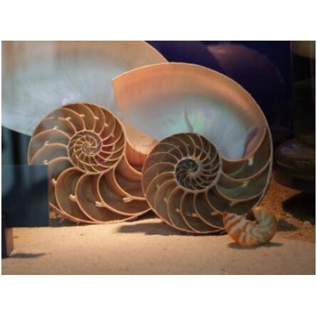 Goddess-بود پارفومز گادس