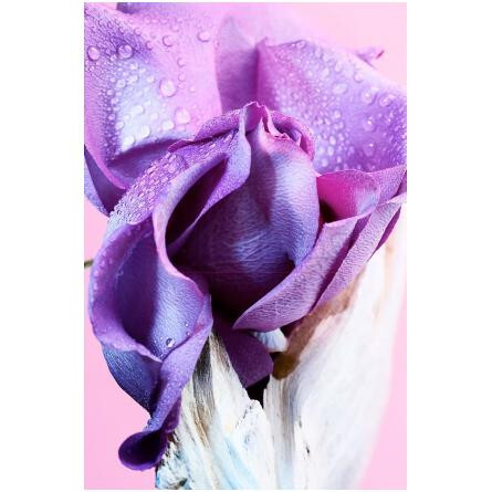 Ma'magnifica-بولگاری مامگنفیکا