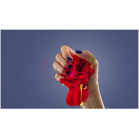 Seduisant-مالانوت سدویسنت