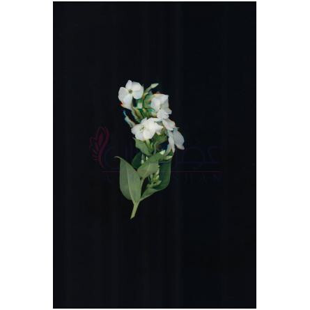 Unusual Gourmand-زارا انیوژوال گورمند