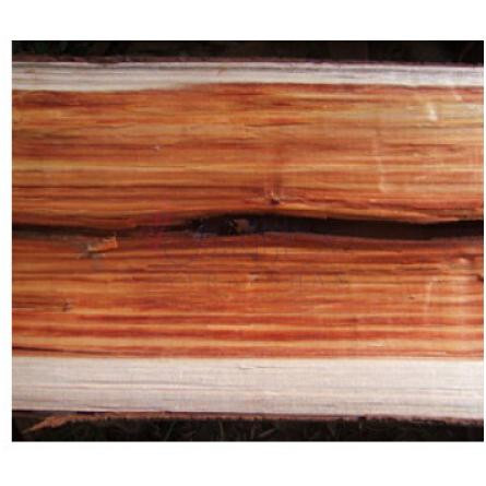 If-بود پارفومز ایف