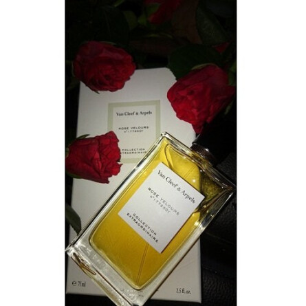 Collection Extraordinaire Rose Velours-ون کلیف اند آرپلس کالکشن اکسترا اوردینیر رز ولارس