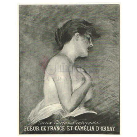 Camelia-دورسی کاملیا