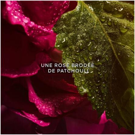 La Petite Robe Noire Eau de Parfum Absolue-گرلن لا پتیت روب نویر ادوپرفیوم ابسول