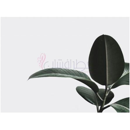 002 Spring Breeze-وان دی اسپرینگ بریز 002