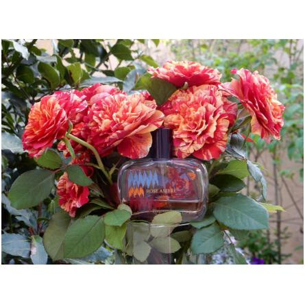 Rose Ambre-فراگونارد رز امبر