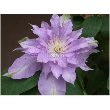 Fleur De Lilac-بود پارفومز فلور دی لیلاک