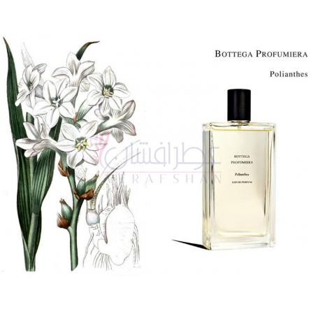 Polianthes-بوتگا پرفیومیرا پولیانتس