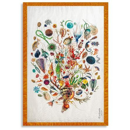 A'mmare-کارتوزیا اماره