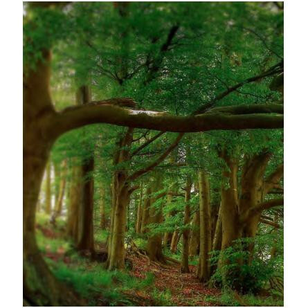 Precious Forest-کیکو مچری پریشس فارست