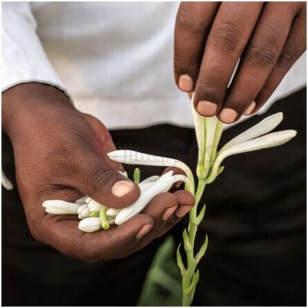 L'Interdit Tubéreuse Noire-جیونچی له اینتردیت توبرز نویر