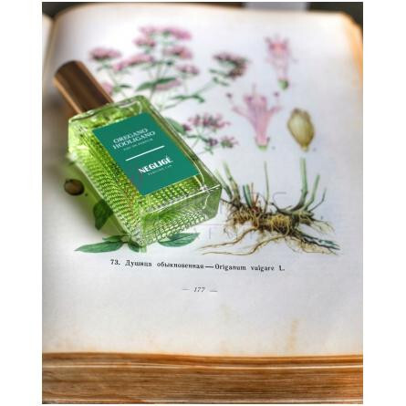 Oregano Hooligano-نیگلیژ پرفیوم لب اوریگانو هولیگانو