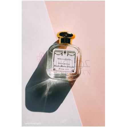 Rosa Gardenia-سانتا ماریا نوولا رز گاردنیا
