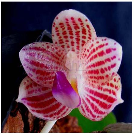 Javanica-المپیک ارکیدز ارتیسان پرفیومز جاوانیکا