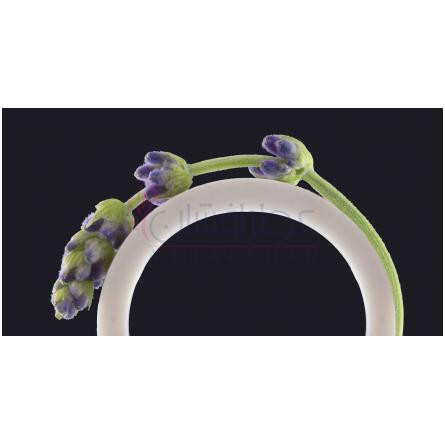 Dula-هلیو دولا