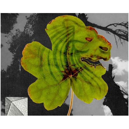 Greenlion-هرمتیکا گرینلیون