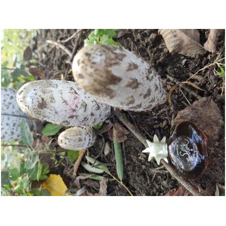 Grain de Soleil-فراگونارد گرین د سولیل