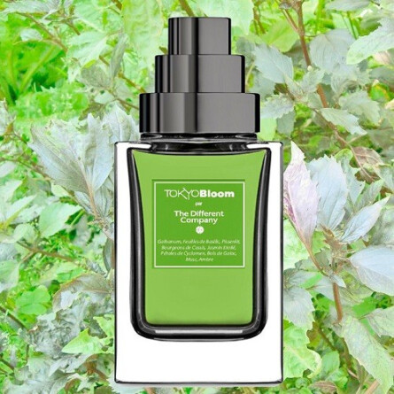 Tokyo Bloom-دیفرنت کمپانی توکیو بلوم