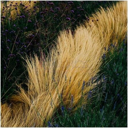 Mìneir-میلر هریس مینیر