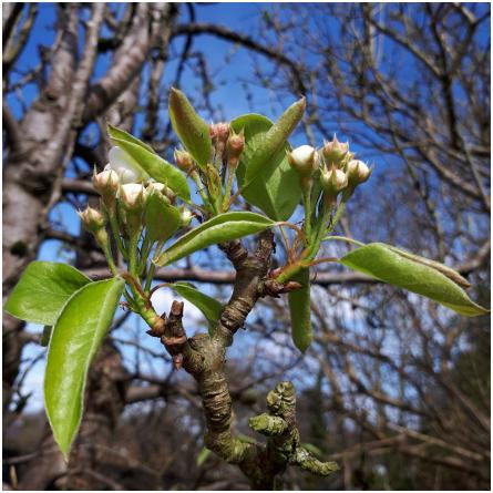 Balade aux Tuileries-بلد او تیلرز