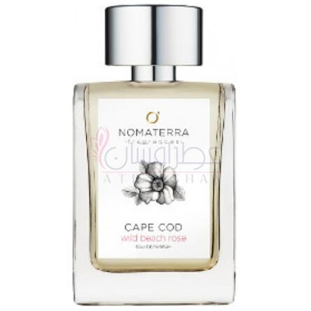 Cape Cod Wild Beach Rose-نوماتيرا کیپ کد وایلد بیچ رز