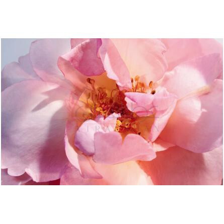 Miss Dior Eau de Parfum (2021)-دیور میس دیور ادوپرفیوم 2021