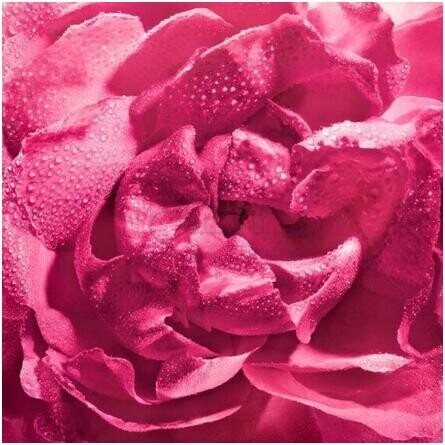 La Petite Robe Noire Rose Cherry-گرلن لا پتیت روب نویر رز چری